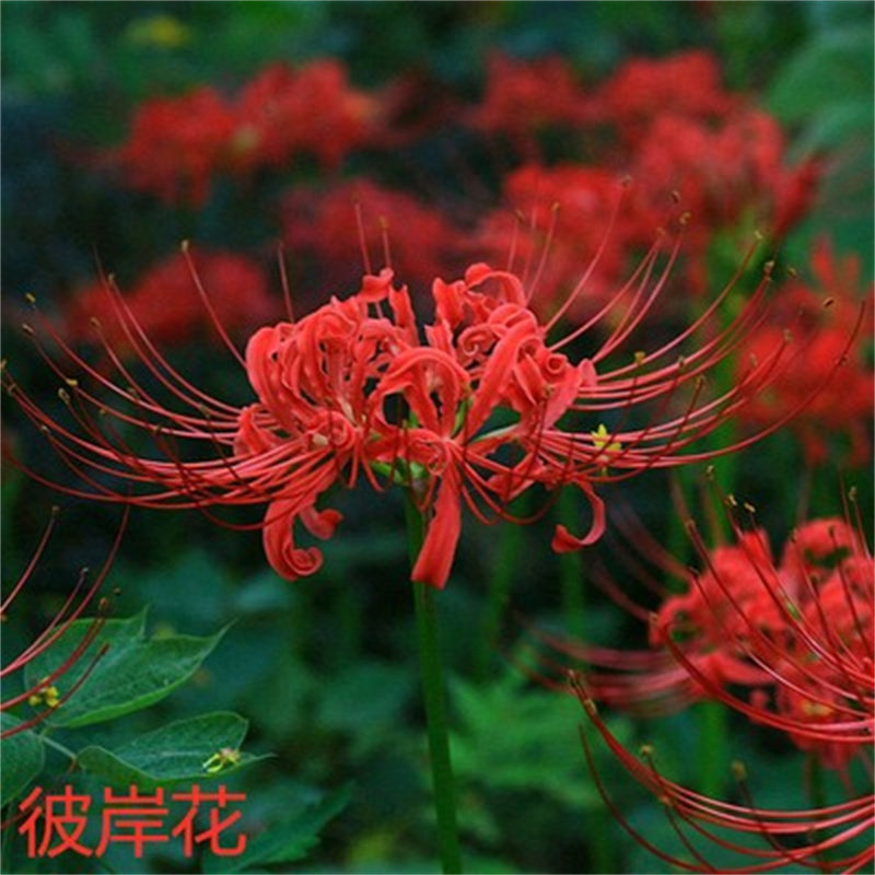 庭院公园道路别墅绿化草花萱草金娃娃鸢尾葱兰石蒜工程用地栽花苗