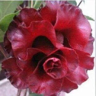 精品黑魔法茶花黑色系精品庭院阳台绿植年宵花