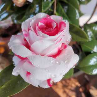 吉普赛女郎山茶花稀有名贵品种老桩盆景树苗复色花卉盆栽阳台庭院