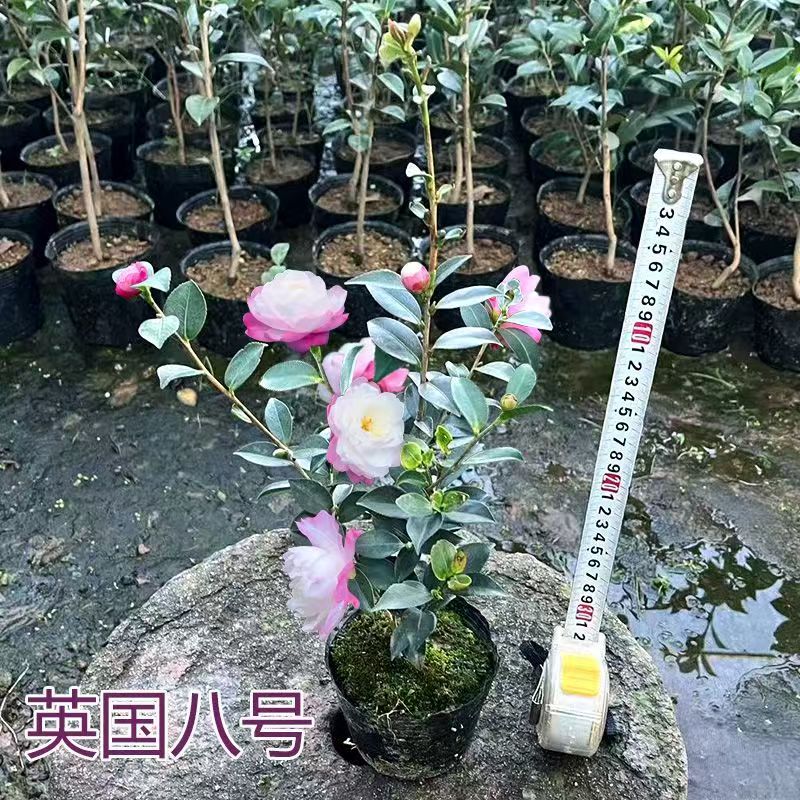 英八茶梅稀有名贵品种花卉盆栽
