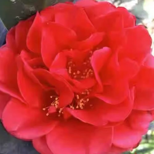 夏日系列嫁接树苗四季茶花