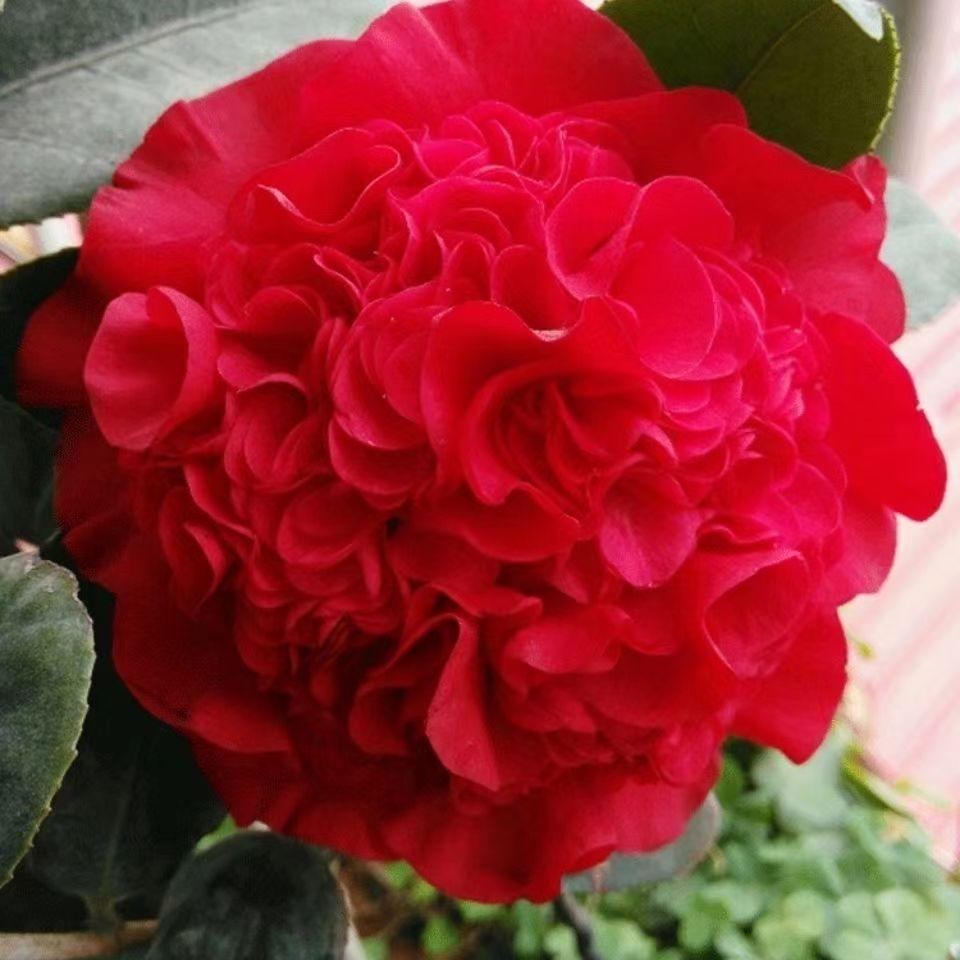 火瀑布茶花盆栽大红色山茶