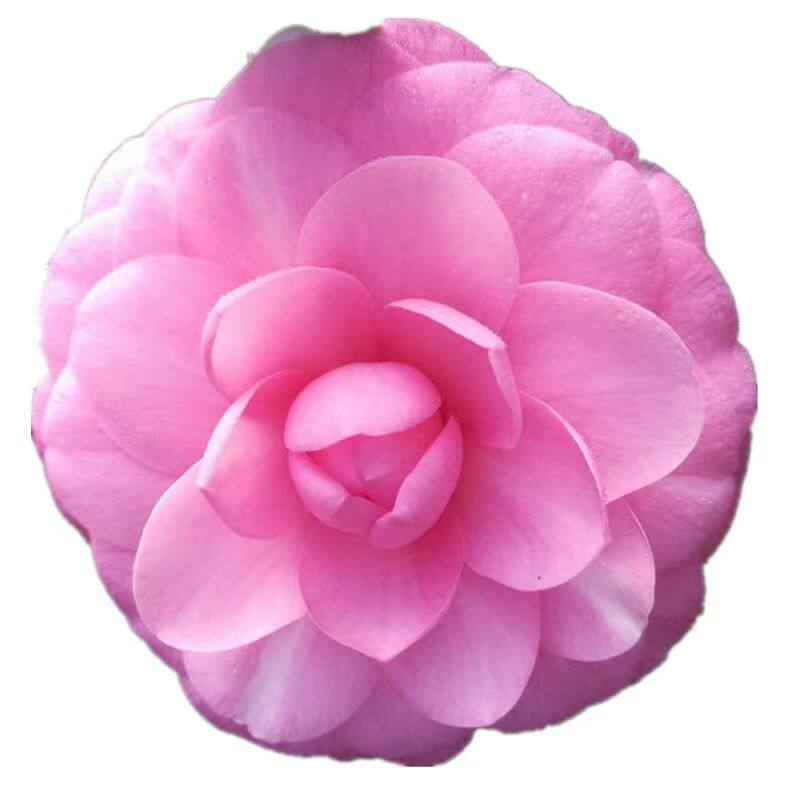 牛西奥雕石茶花 又名美人艳茶花 粉色大到巨型花