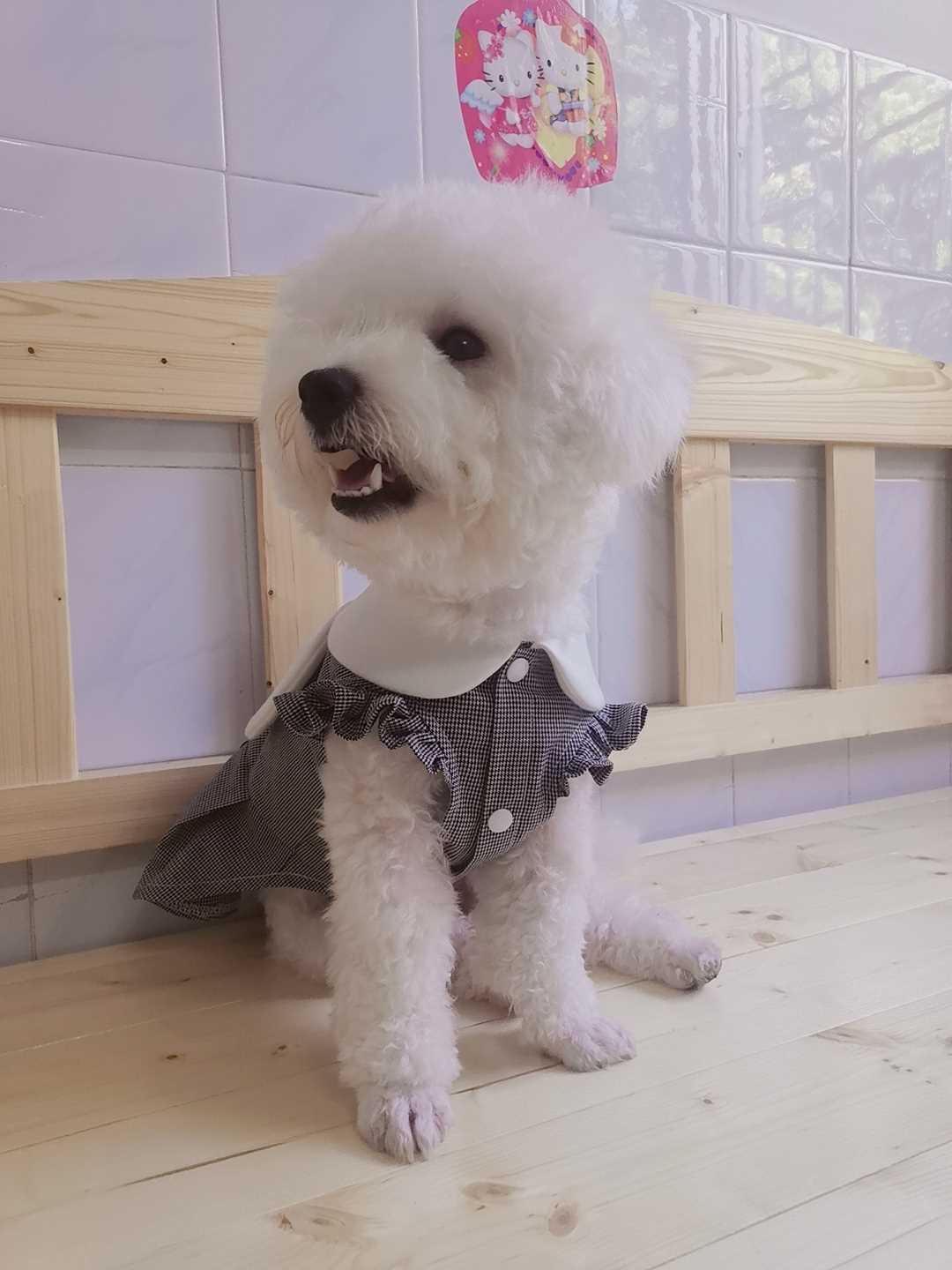 宠物猫狗连衣裙子纸样衣服图纸法斗金毛泰迪宠物服装定制送教程