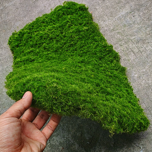 造型仿真苔藓青苔地毯造景垫子人造草皮婚庆盆栽草坪塑料草地装饰