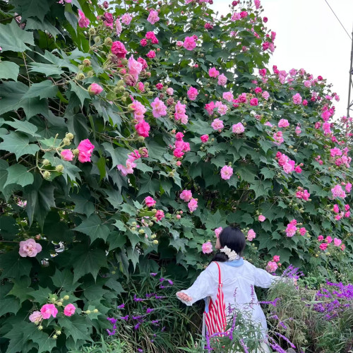 三醉芙蓉重瓣盆栽树苗大树绿化