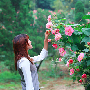芙蓉花苗庭院绿化植物重瓣盆栽三醉木芙蓉树拒霜变色阳台别墅花卉