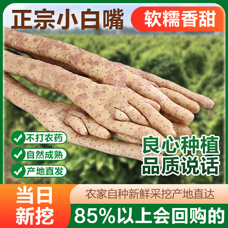 正宗小白嘴山药河北新鲜比河南焦作铁杆怀山药特产淮山药粉干好吃