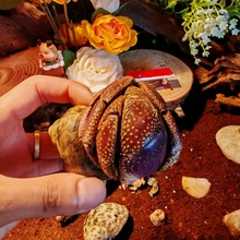 寄居蟹陆地里拉深紫短腕淡水寄居蟹宠物观赏蟹网红大宠活体超大