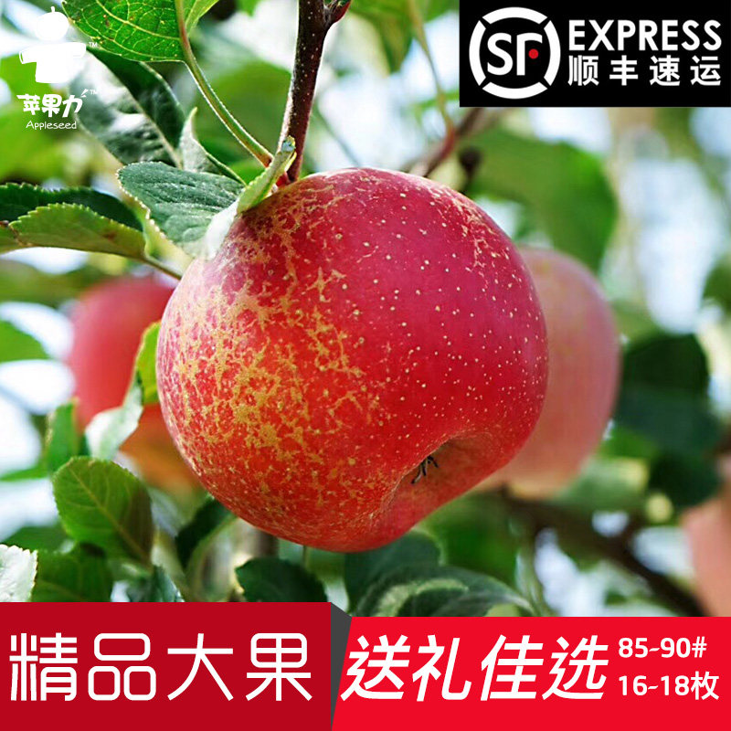 Yunnan Zhaotong Ugly apple Red Fuji fresh wild Rock sugar 10 Large fruit fruitin the Aquatic meat/Fresh fruits and vegetables/Cooked , Fresh fruit , Apple  category - from Buy2taobao.com to provide professional Taobao agent buy service