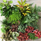 吸水石植物绿植上水石水陆缸雨林缸假山造景苔藓蕨微景观盆景植物