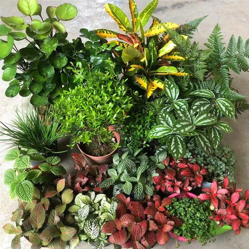 苔藓便宜加湿雨林缸吸水石水陆缸