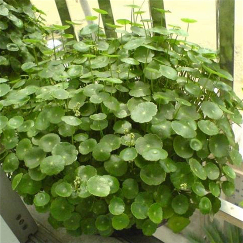 铜钱草室内盆栽花卉绿植套餐盆景金钱草绿萝吊兰净化空气水培植物