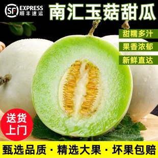 正宗上海南汇玉菇甜瓜新鲜当季水果冰淇淋甜瓜蜜瓜青皮绿肉香瓜