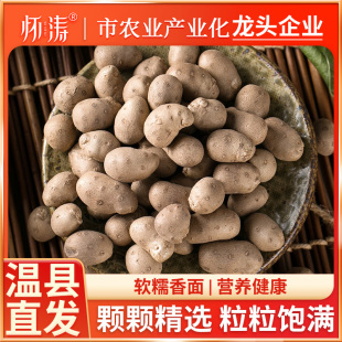 铁棍山药豆新鲜淮山豆大号山药蛋特大糖葫芦专用零食河南焦作