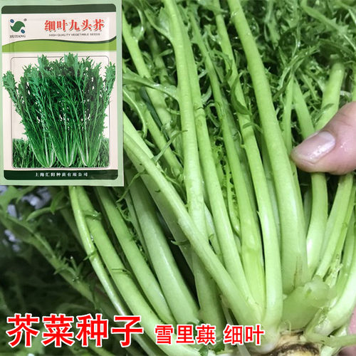 细叶九头芥菜雪里蕻种子