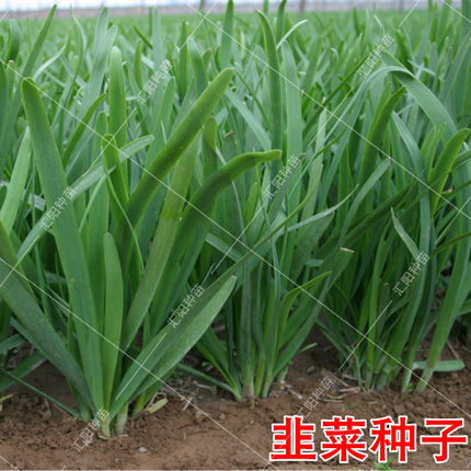 寿光红紫根宽叶韭菜种子2026新种子白根大叶雪韭春秋季播韭菜种籽