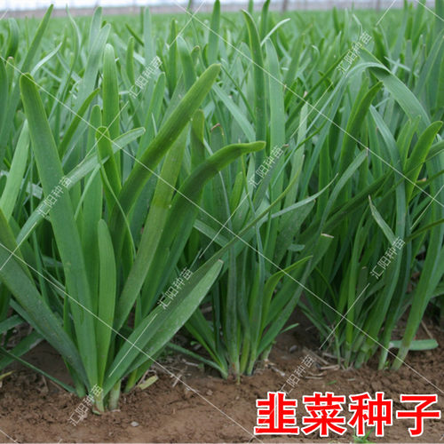 寿光红紫根宽叶韭菜种子2026新种子白根大叶雪韭春秋季播韭菜种籽