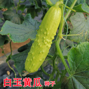白玉黄瓜种子中农脆玉21号水果黄瓜种籽口感型小黄瓜种孑春秋季播