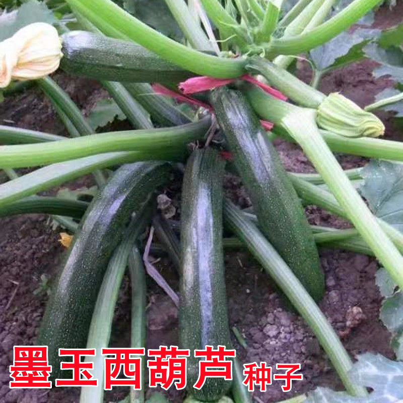 墨玉西葫芦种子春季节播高产黑色西葫芦种籽特色庭院蔬菜茭瓜种孑