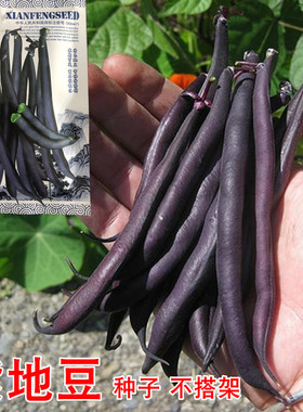 紫地豆种子春秋季不搭架紫色芸豆籽种农家阳台盆栽无架豆蔬菜种孑