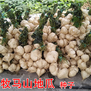 牧马山地瓜种子 特色水果牛心形红薯 农家凉薯土瓜籽早熟生食包邮