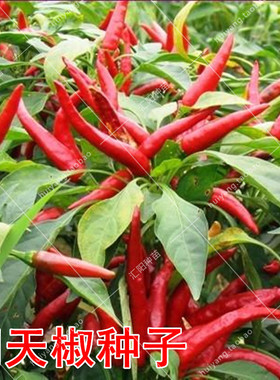 朝天椒种子 辣味强 农家阳台盆栽蔬菜籽深红小米椒高产干椒 包邮