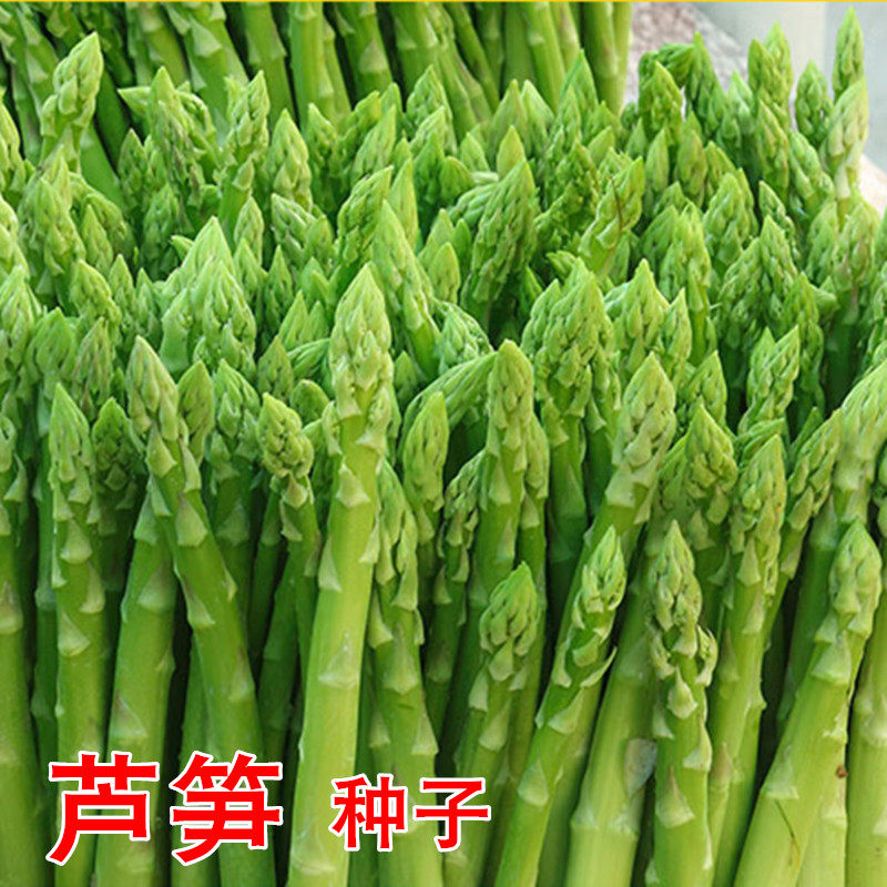 芦笋种子四季播高产多年生基地蔬菜籽石刁柏露笋孑龙须菜包邮