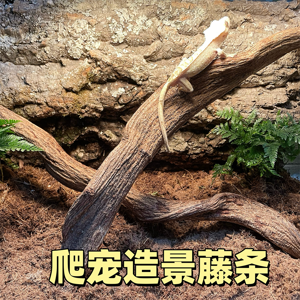 特价直藤爬宠造景攀爬木过江龙
