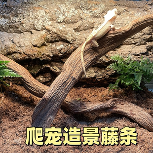 特价直藤野山过江龙滕爬宠造景攀爬木守宫树蛙寄居蟹雨林造景老藤
