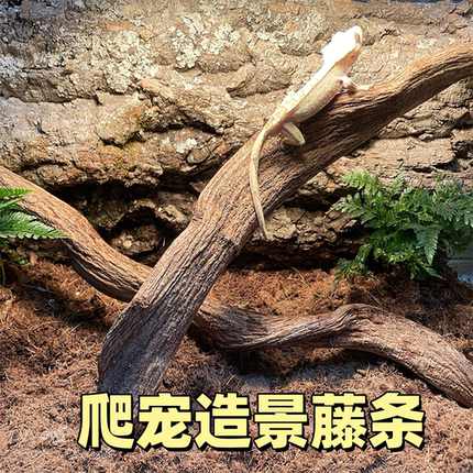 特价直藤野山过江龙滕爬宠造景攀爬木守宫树蛙寄居蟹雨林造景老藤
