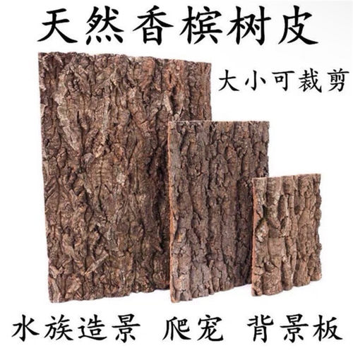 香槟真树皮爬宠造景雨林缸枯木爬虫宠物生态箱素材装饰攀爬背景板