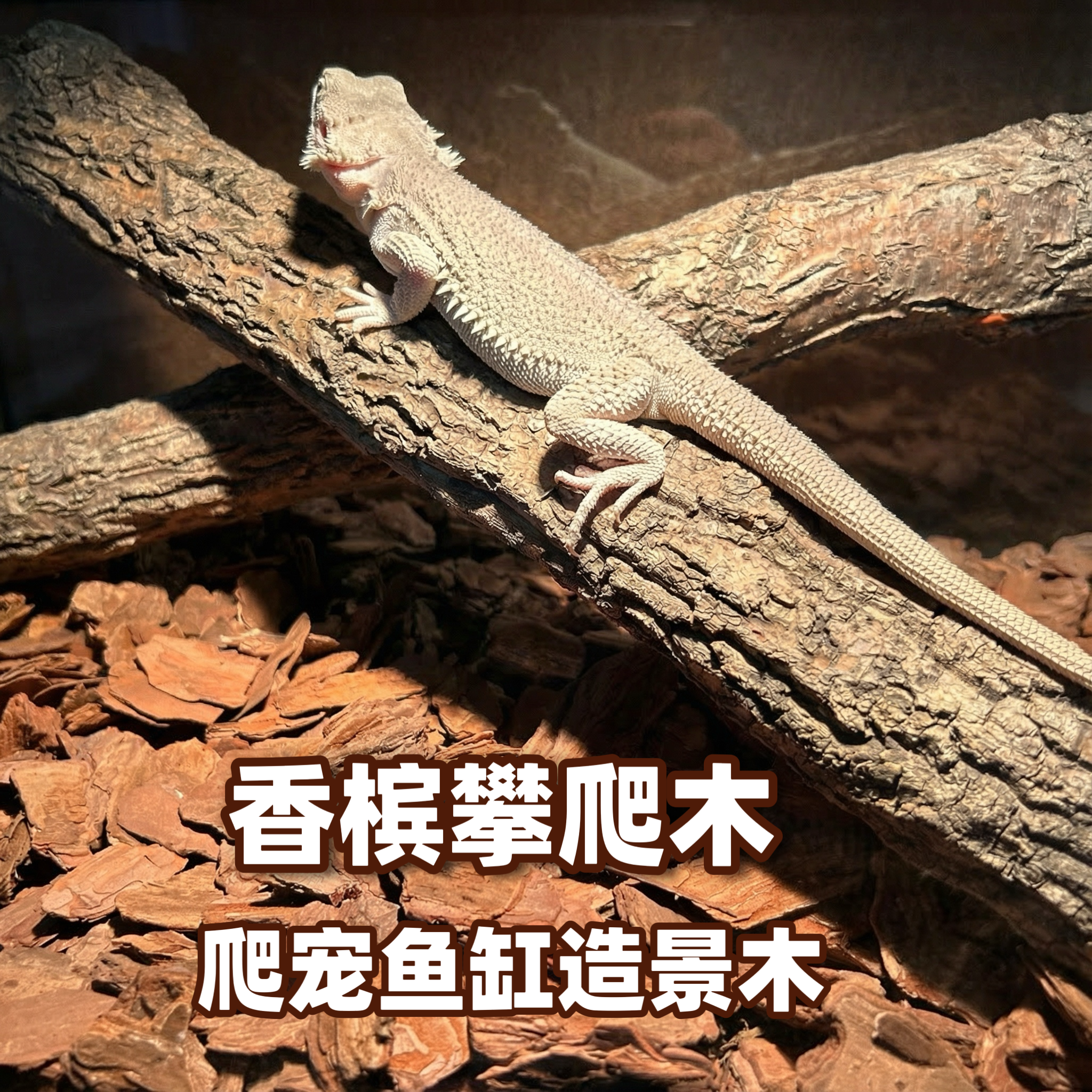 爬宠缸攀爬木香槟木天然枯树枝生态造景装饰鱼缸沉木森林缸树桩