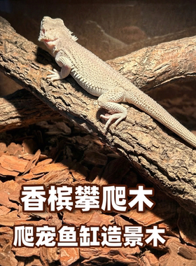 爬宠缸天然枯树桩生态造景