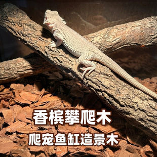 爬宠缸攀爬木香槟木天然枯树枝生态造景装饰鱼缸沉木森林缸树桩