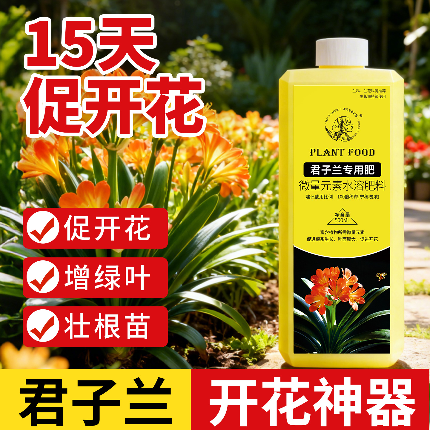 【促开花促绿箭】花艳叶肥