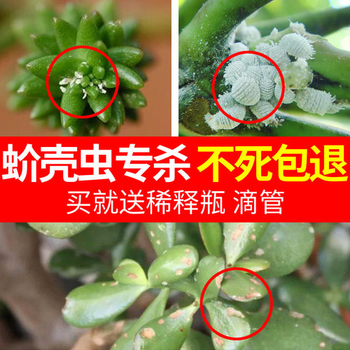 蚧壳虫药蚧必治花药小白虫杀虫剂