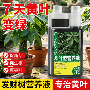 发财树专用营养液叶子发黄掉叶黄叶枯叶专用肥促生根猛发芽复活液