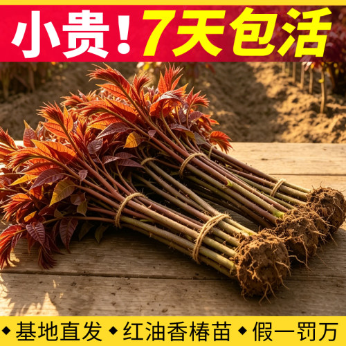 【小贵！正宗香椿苗树】7天包活