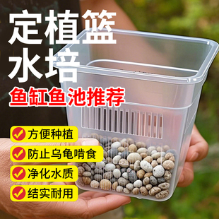 定植篮鱼缸水培定植篮花瓶龟缸植物铜钱草水竹水草定植篮水培器皿