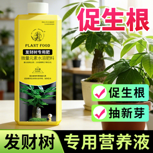 发财树专用营养液叶子发黄掉叶黄了怎么办治疗黄叶掉叶黄斑烂根肥