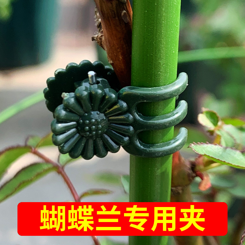 蝴蝶兰夹子专用爬藤植物固定夹子兰花君子兰花夹花夹子园艺小夹子