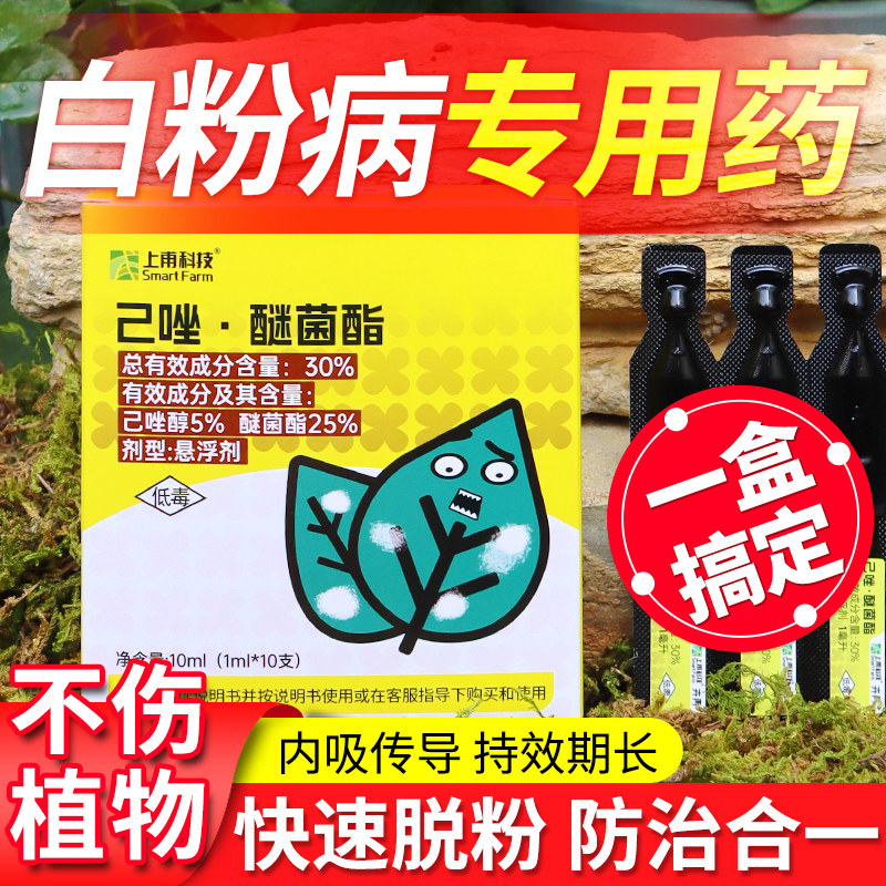 月季白粉病专用药植物长寿月季花病虫害常用药黄叶黑斑病白粉病药图片