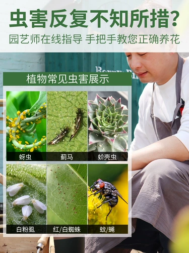 Насеченное цветочное растение Растение Растение Непредлет