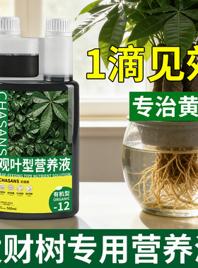 发财树专用营养液叶子发黄掉叶黄了怎么办黄叶枯叶烂根专用复活液