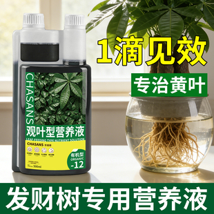 发财树专用营养液叶子发黄掉叶黄了怎么办黄叶枯叶烂根专用复活液