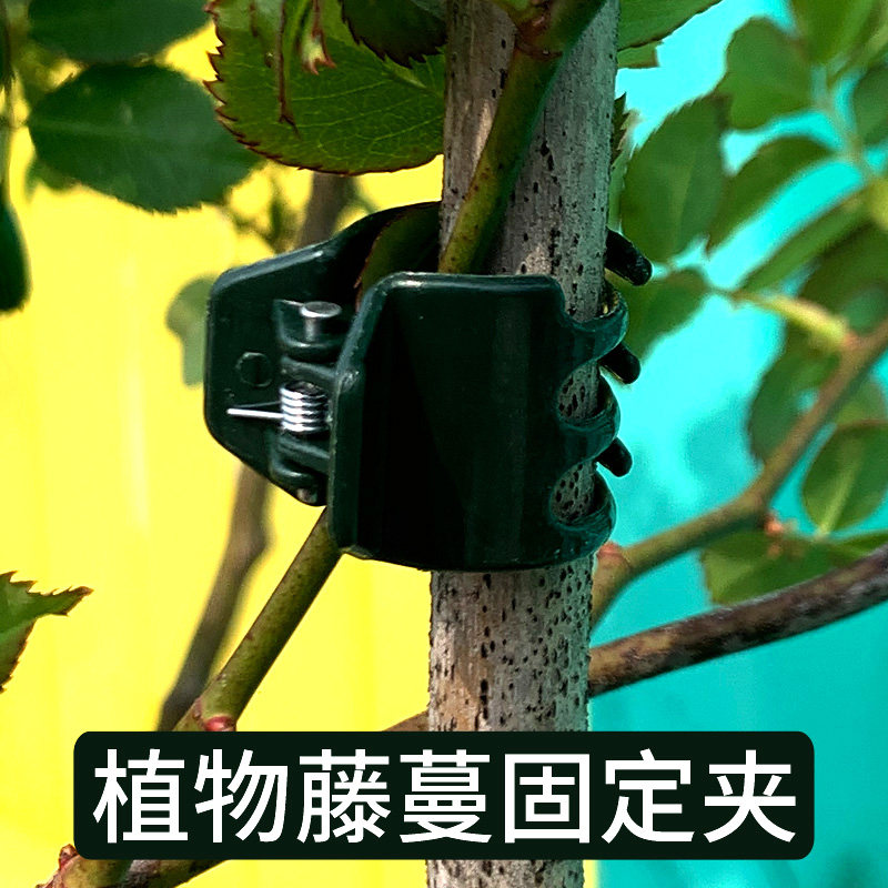 植物固定夹蝴蝶兰夹子爬藤月季兰花君子兰花夹子绿萝铁线莲小夹子