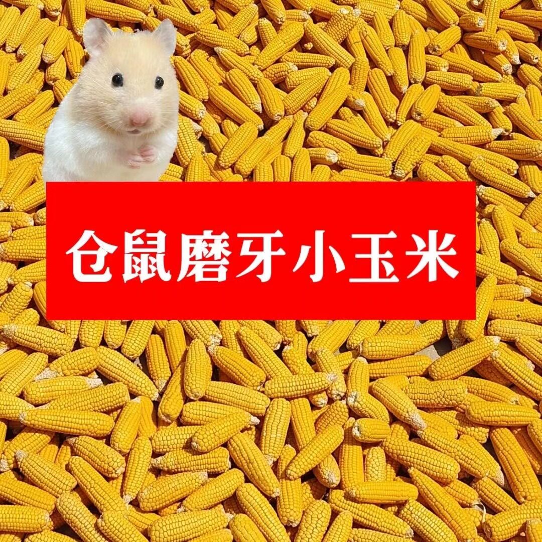 2024年干玉米棒晒干老玉米装饰