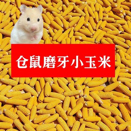 仓鼠磨牙玉米新鲜自晒干玉米网红迷你风干玉米棒宠物休闲营养零食