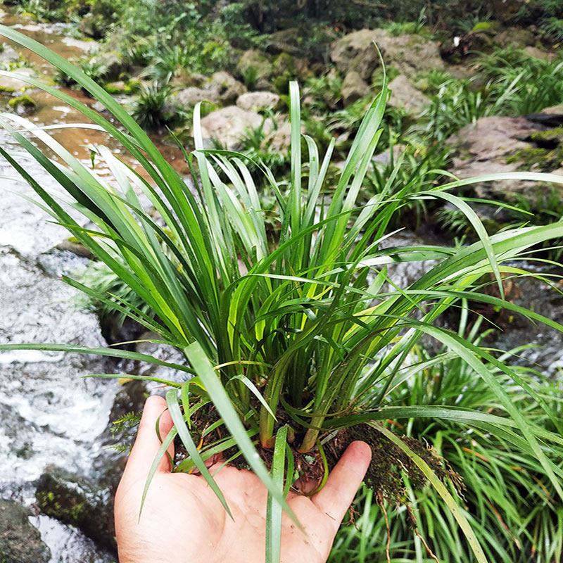 鱼缸水陆缸植物乌龟缸装饰石菖蒲包邮|ruв категории животное/Животное питание и принадлежностей, аквариум мира, аквариум аквариум оборудования и т.д., ландшафт/украшения - от Buy2taobao.com для оказания профессиональной услуги покупки агента Taobao